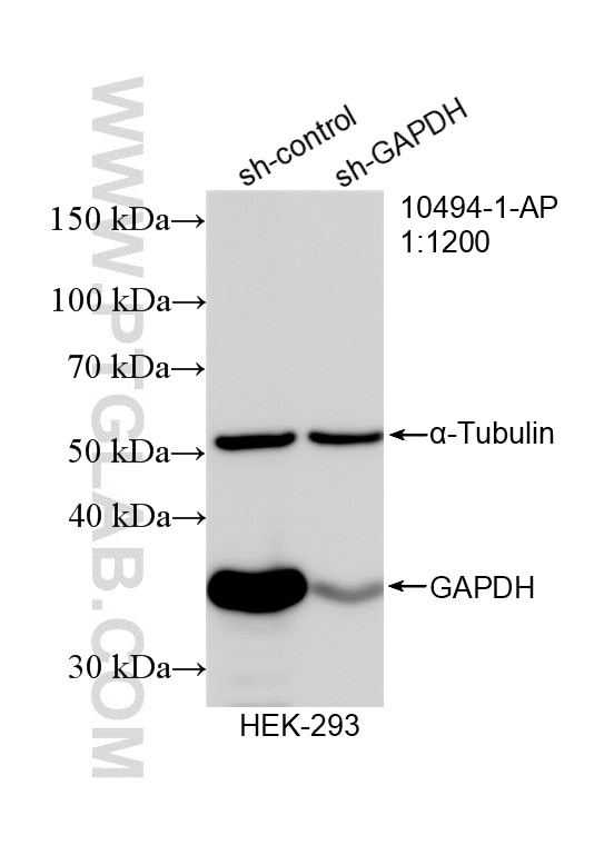 WB analysis of HEK-293 using 10494-1-AP Western Blot (WB) analysis of HEK-293 cells using GAPDH Polyclonal antibody (10494-1-AP)