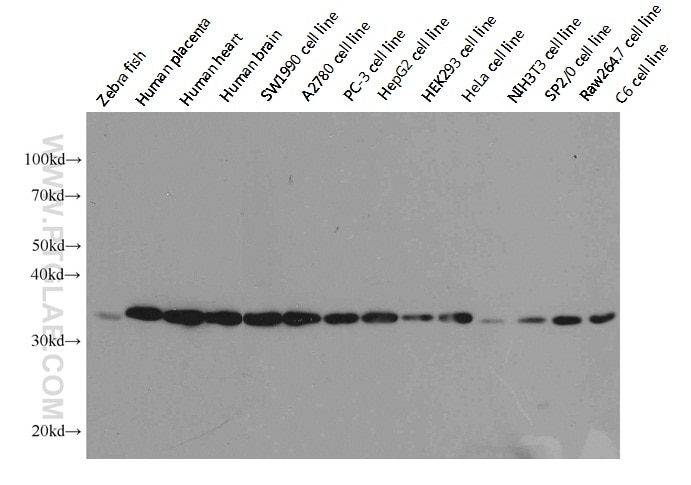 WB analysis of HepG2 using 60004-1-Ig