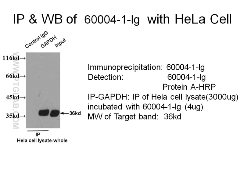 Immunoprecipitation (IP) experiment of HeLa Cells using GAPDH Monoclonal antibody (60004-1-Ig)