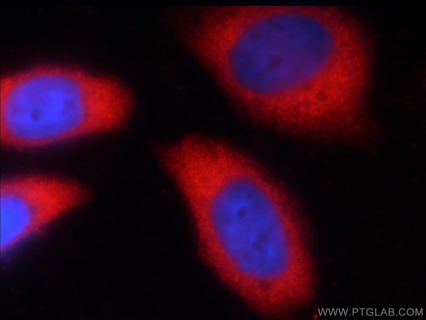 Immunofluorescence (IF) / fluorescent staining of HeLa cells using GAPDH Monoclonal antibody (60004-1-Ig)