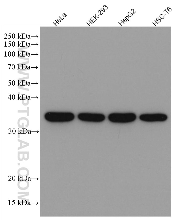 Western Blot (WB) analysis of various lysates using GAPDH Monoclonal antibody (60004-1-Ig)