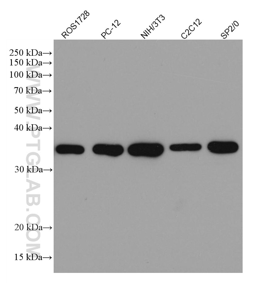 Western Blot (WB) analysis of various lysates using GAPDH Monoclonal antibody (60004-1-Ig)