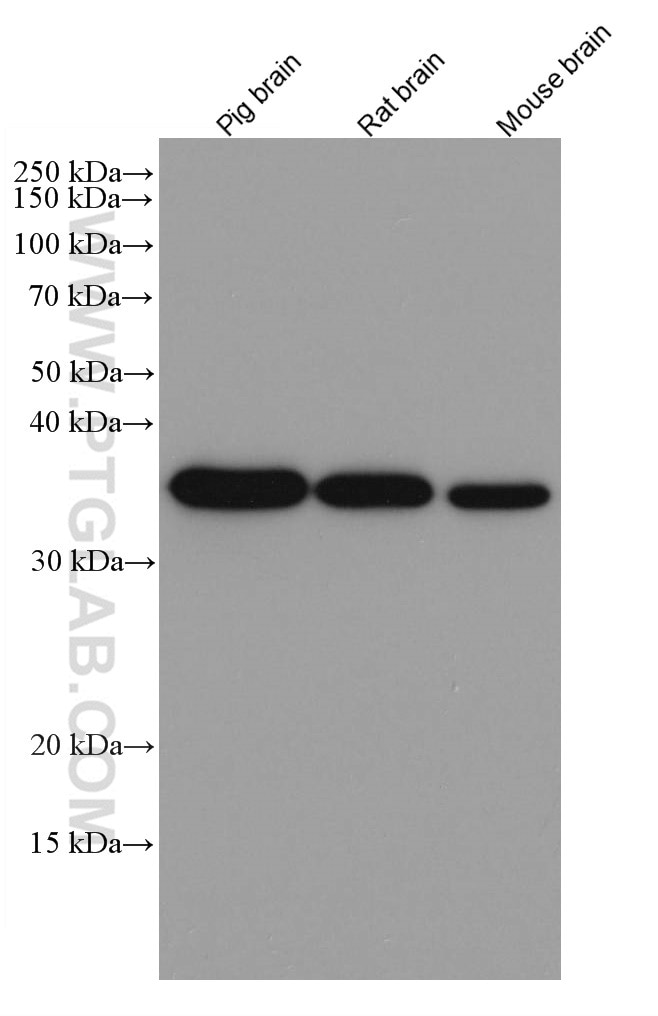 Western Blot (WB) analysis of various lysates using GAPDH Monoclonal antibody (60004-1-Ig)