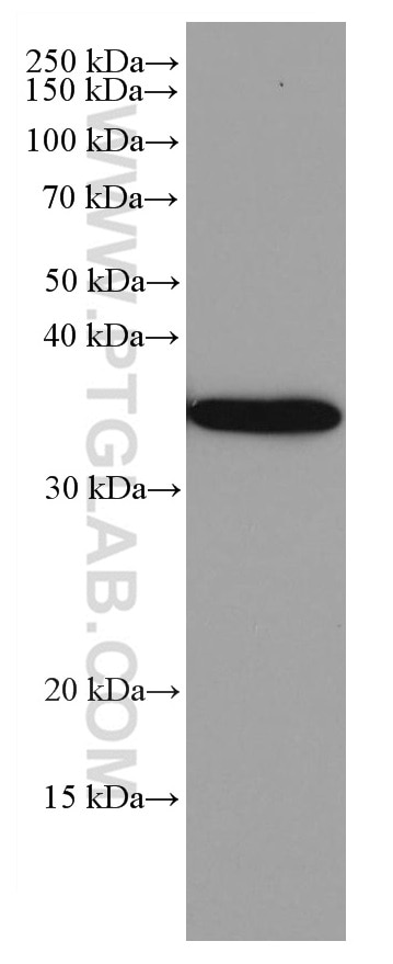 Western Blot (WB) analysis of zebrafish tissue using GAPDH Monoclonal antibody (60004-1-Ig)