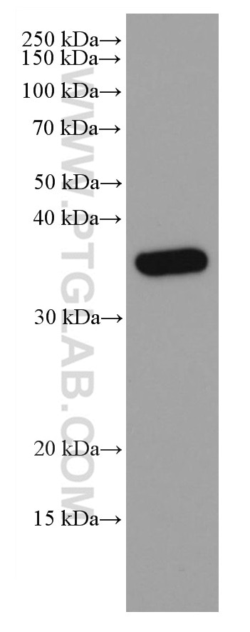Western Blot (WB) analysis of whole yeast using GAPDH Monoclonal antibody (60004-1-Ig)