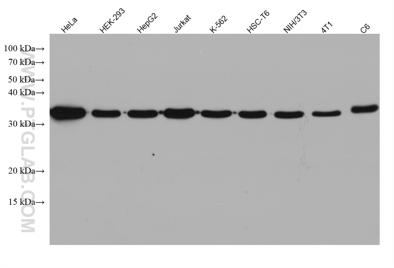 Western Blot (WB) analysis of various lysates using GAPDH Monoclonal antibody (60004-1-Ig)