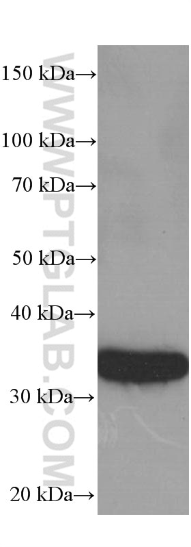 Western Blot (WB) analysis of soybean whole plant tissue using GAPDH Monoclonal antibody (60004-1-Ig)