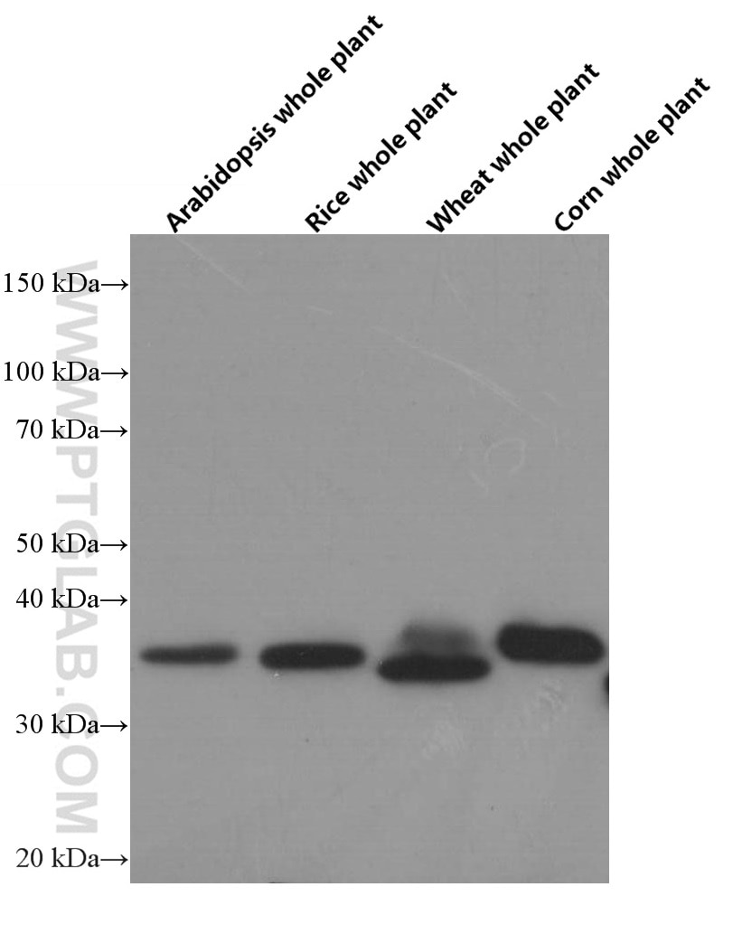 Western Blot (WB) analysis of arabidopsis whole plant tissue using GAPDH Monoclonal antibody (60004-1-Ig)