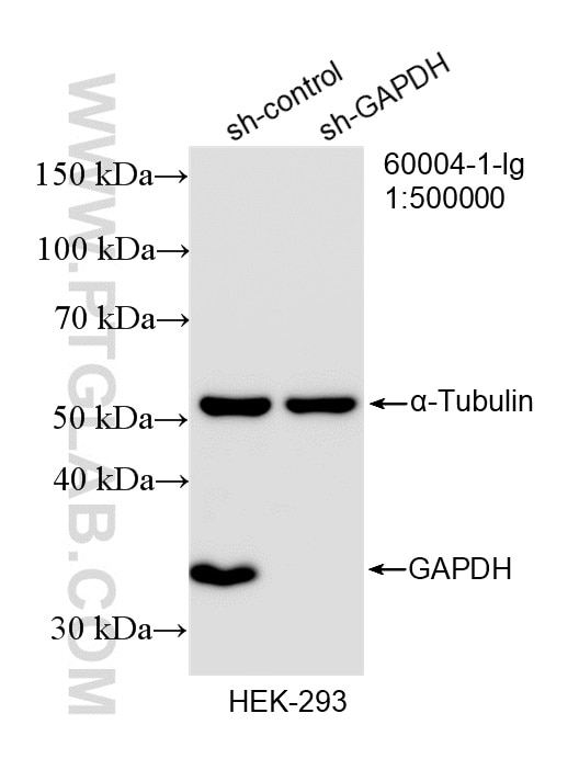 WB analysis of HEK-293 using 60004-1-Ig Western Blot (WB) analysis of HEK-293 cells using GAPDH Monoclonal antibody (60004-1-Ig)