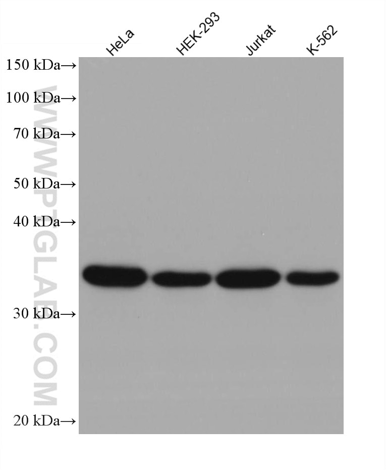 Western Blot (WB) analysis of various lysates using GAPDH (Human Specific) Recombinant antibody (80570-1-RR)