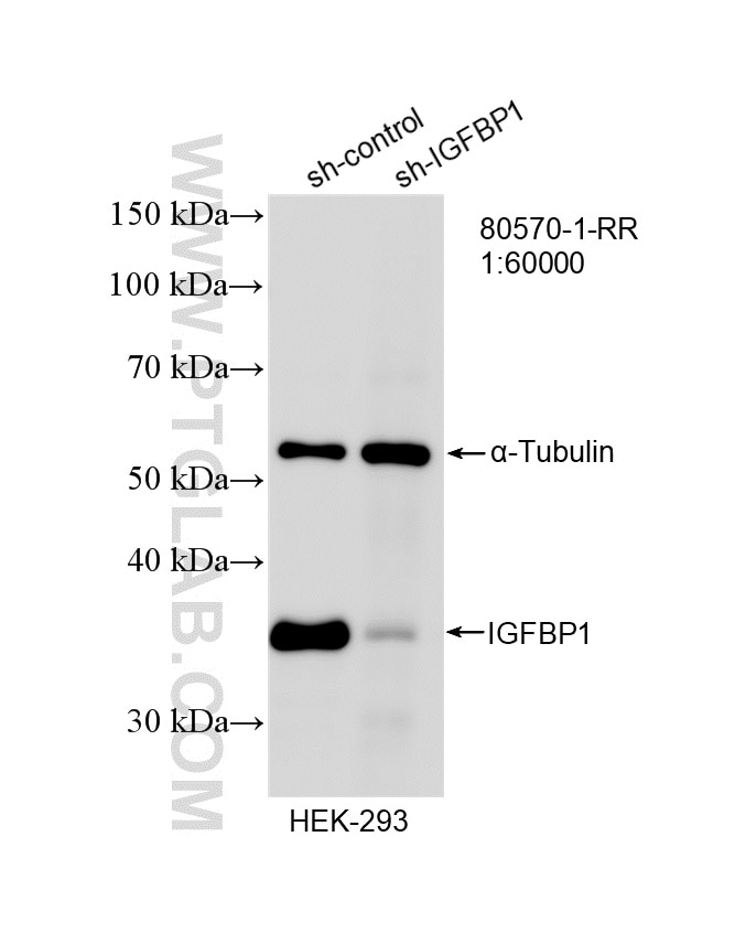 WB analysis of HEK-293 using 80570-1-RR Western Blot (WB) analysis of HEK-293 cells using GAPDH (Human Specific) Recombinant monoclonal anti (80570-1-RR)