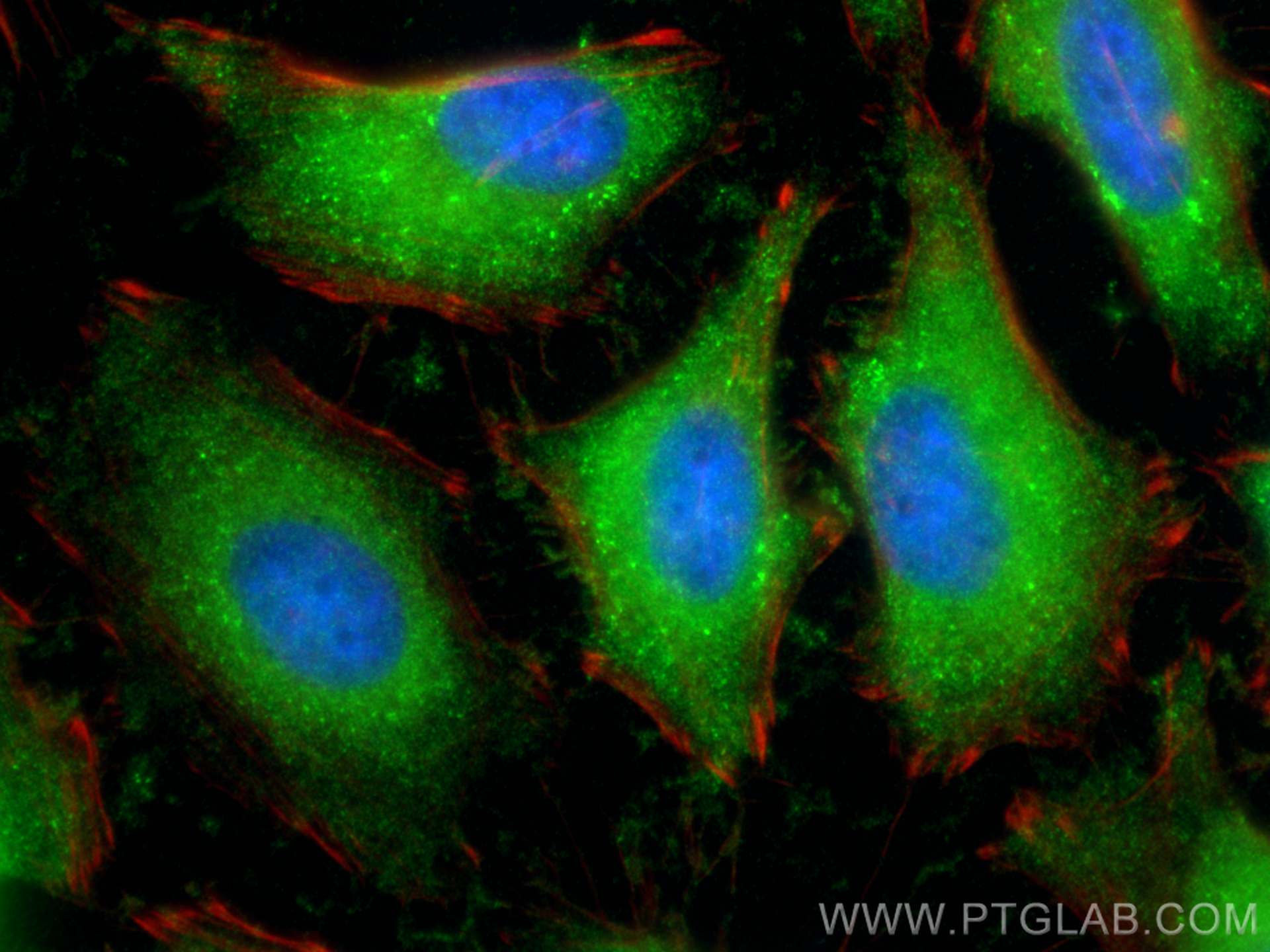 Immunofluorescence (IF) / fluorescent staining of HeLa cells using GAPDH Recombinant antibody (81640-5-RR)