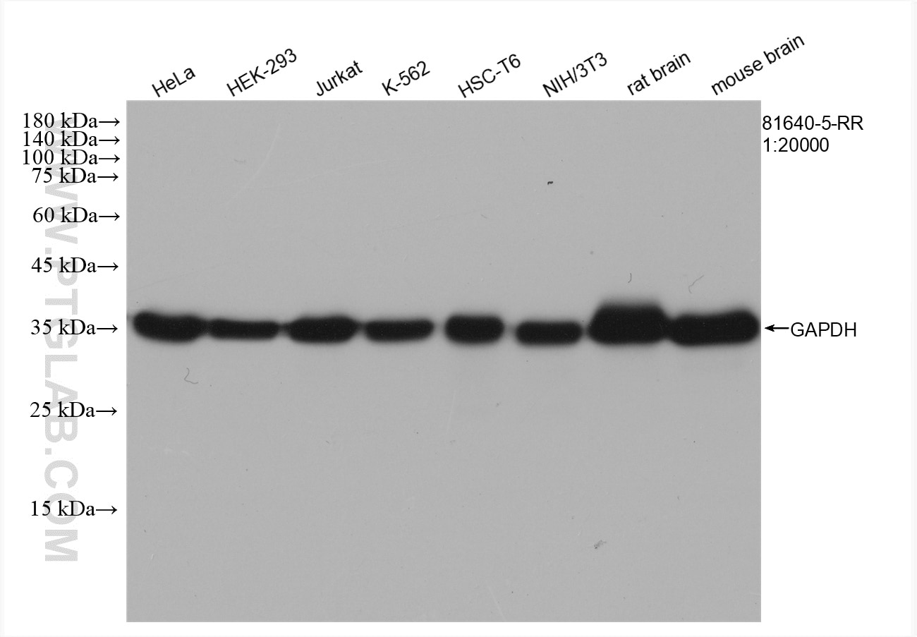 Western Blot (WB) analysis of various lysates using GAPDH Recombinant antibody (81640-5-RR)