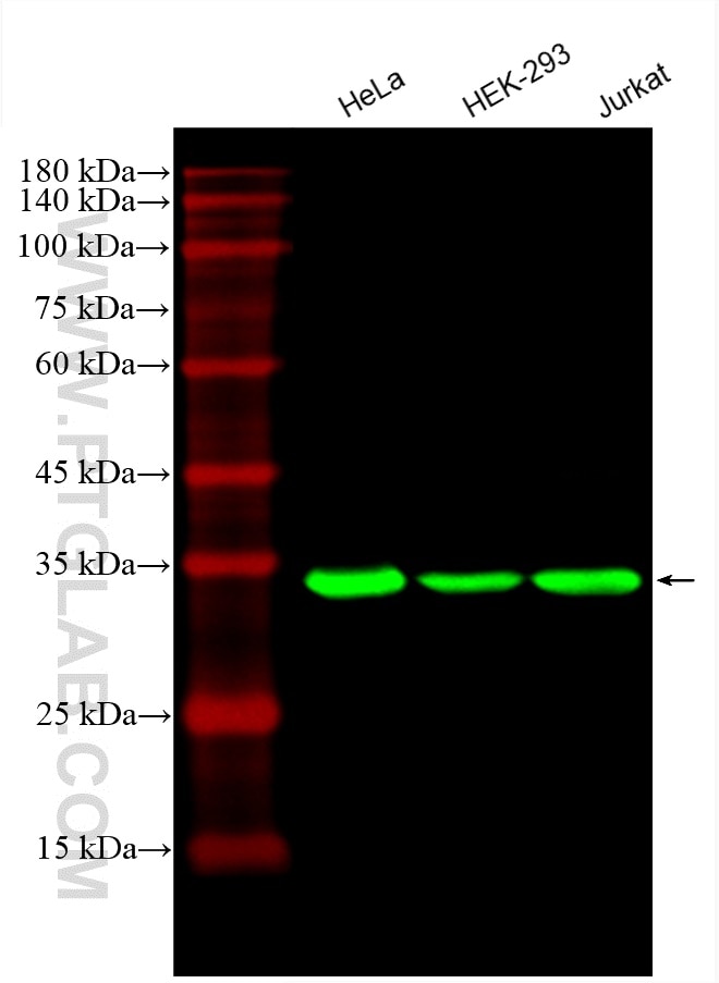 Western Blot (WB) analysis of various lysates using CoraLite® Plus 488-conjugated GAPDH Monoclonal ant (CL488-60004)