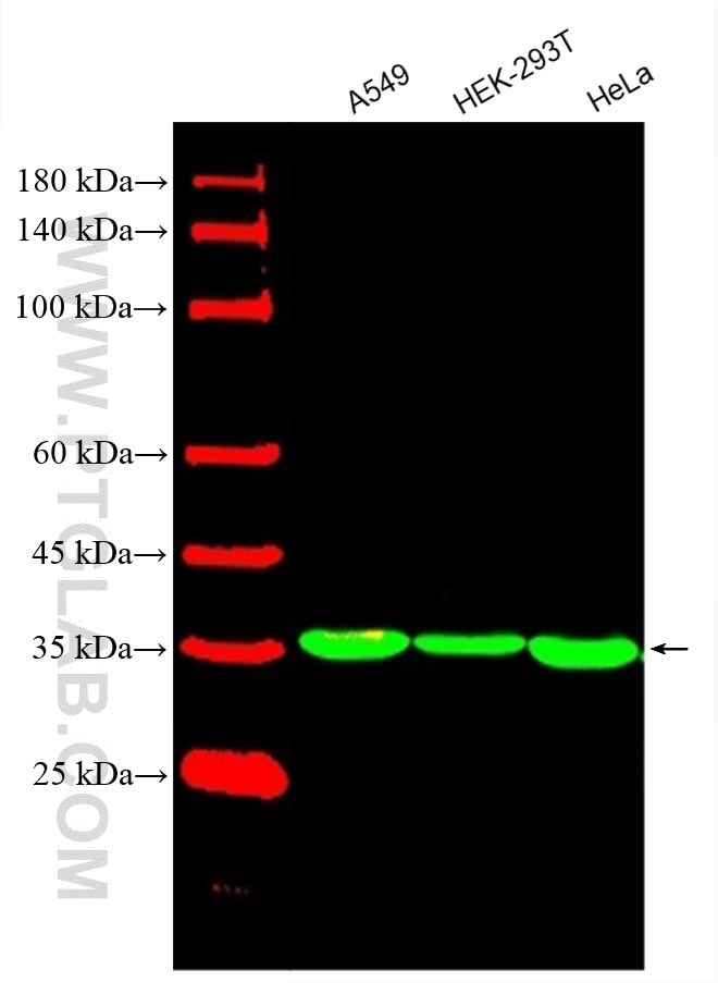 Western Blot (WB) analysis of various lysates using CoraLite® Plus 488-conjugated GAPDH Monoclonal ant (CL488-60004)