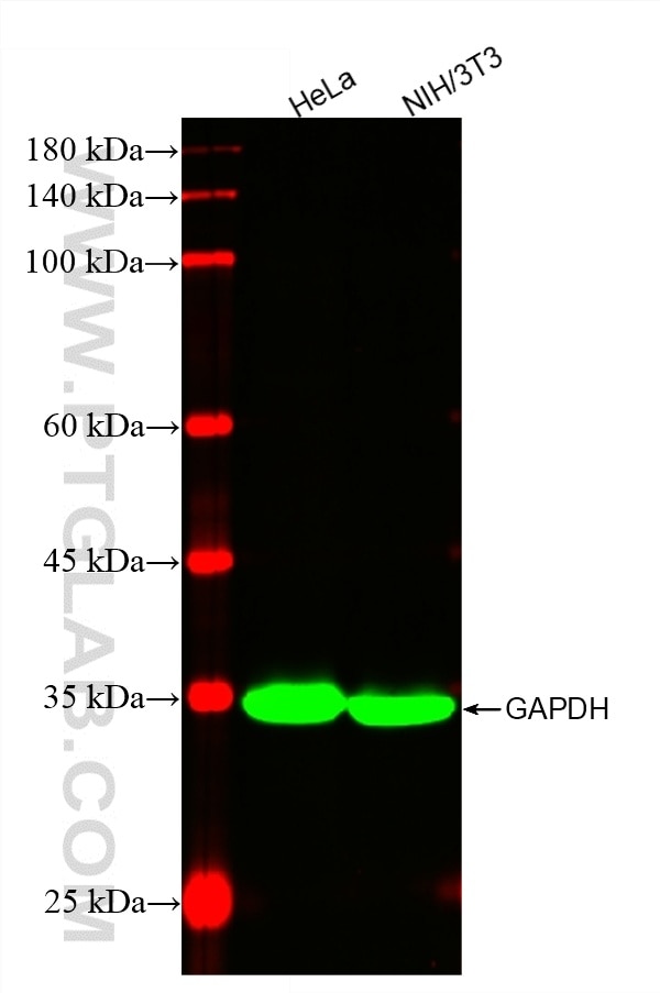 Western Blot (WB) analysis of various lysates using CoraLite® Plus 488-conjugated GAPDH Recombinant mo (CL488-81640-5)