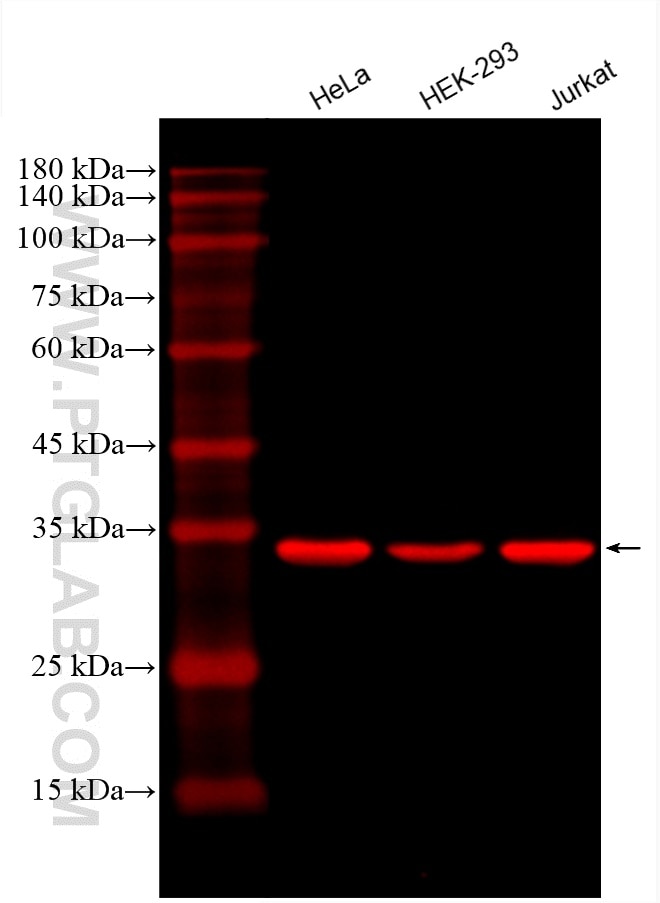 Western Blot (WB) analysis of various lysates using CoraLite®594-conjugated GAPDH Monoclonal antibody (CL594-60004)
