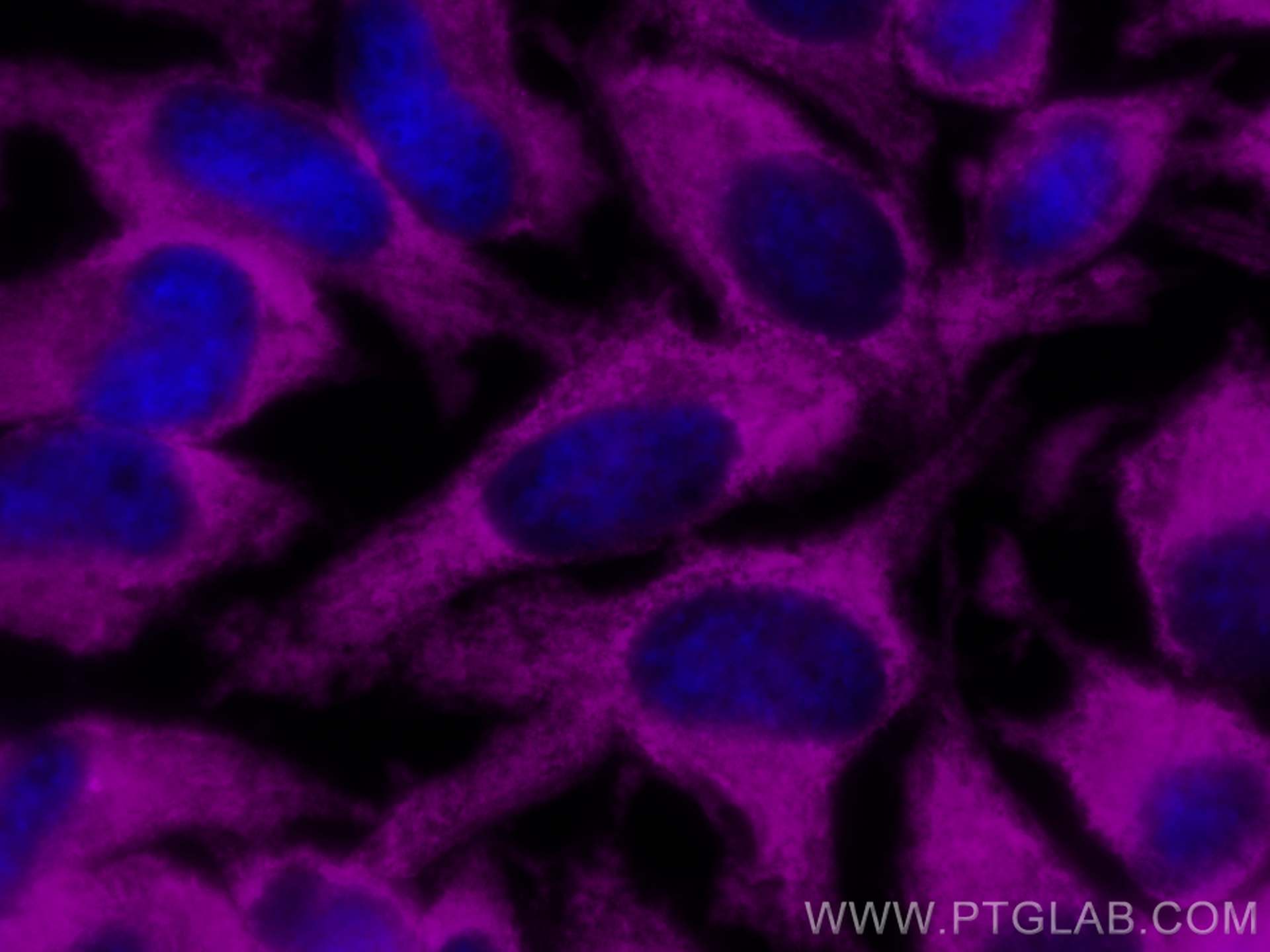 Immunofluorescence (IF) / fluorescent staining of HeLa cells using CoraLite® Plus 647-conjugated GAPDH Monoclonal ant (CL647-60004)