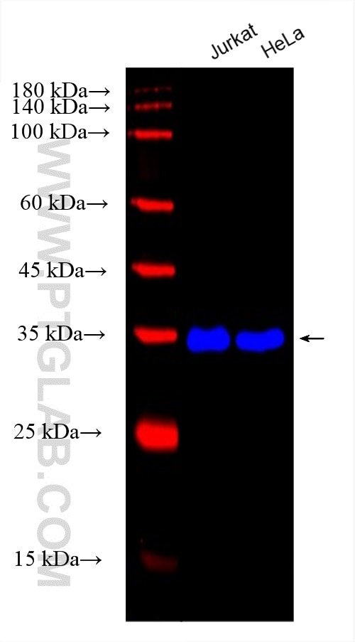 Western Blot (WB) analysis of various lysates using CoraLite® Plus 750-conjugated GAPDH Monoclonal ant (CL750-60004)