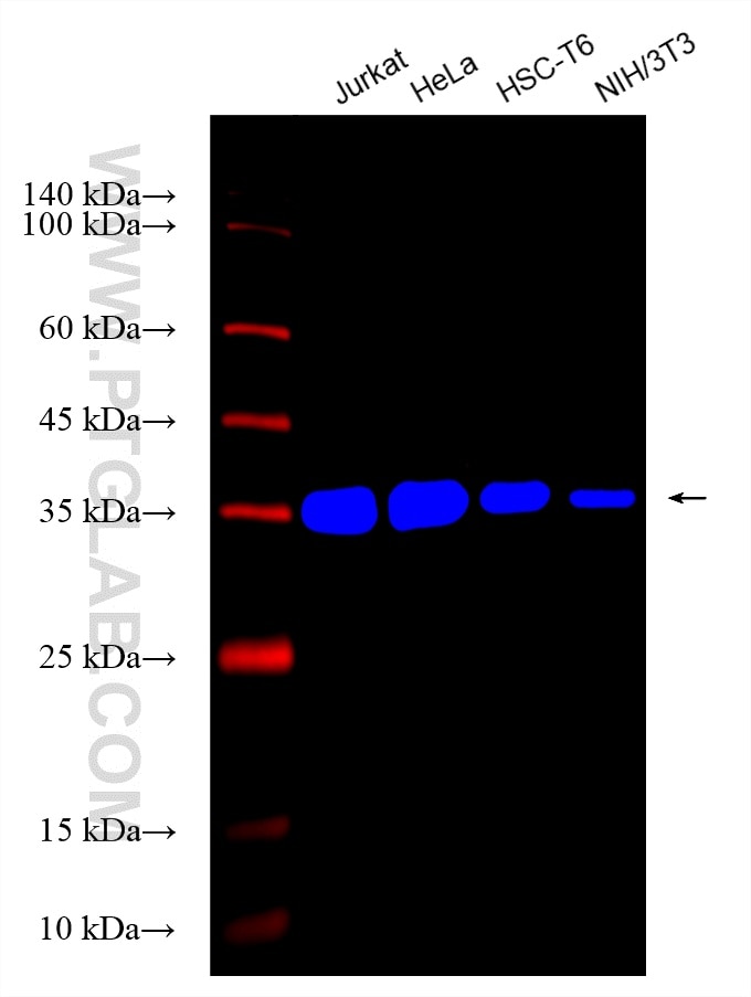 Western Blot (WB) analysis of various lysates using CoraLite® Plus 750-conjugated GAPDH Monoclonal ant (CL750-60004)