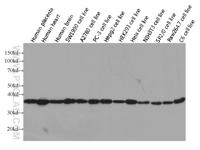 GAPDH Antibody WB multi-cells/tissue HRP-60004