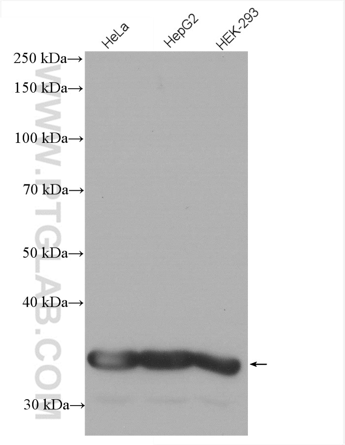 Western Blot (WB) analysis of HeLa cells using HRP-conjugated GAPDH Monoclonal antibody (HRP-60004)