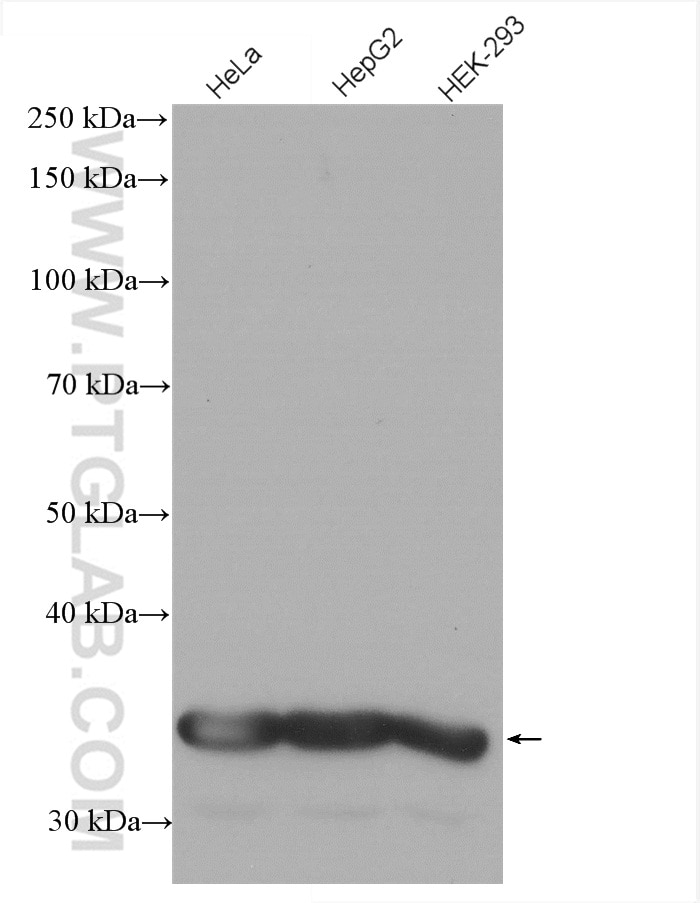 WB analysis of HeLa using HRP-60004