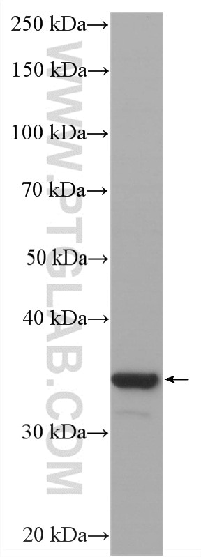 Western Blot (WB) analysis of HeLa cells using HRP-conjugated GAPDH Monoclonal antibody (HRP-60004)