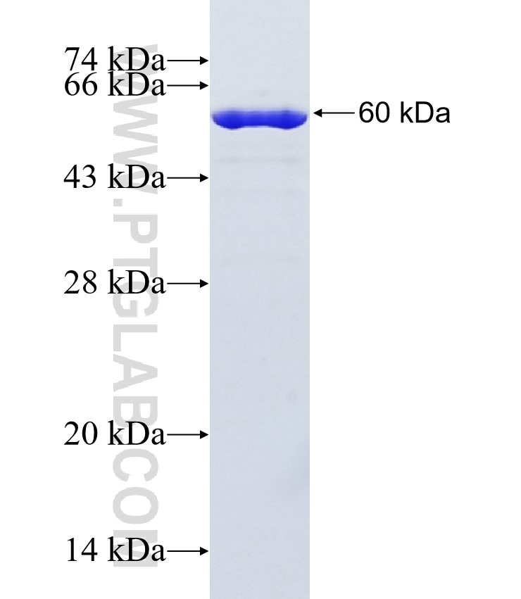 GAPDH fusion protein Ag0766 SDS-PAGE