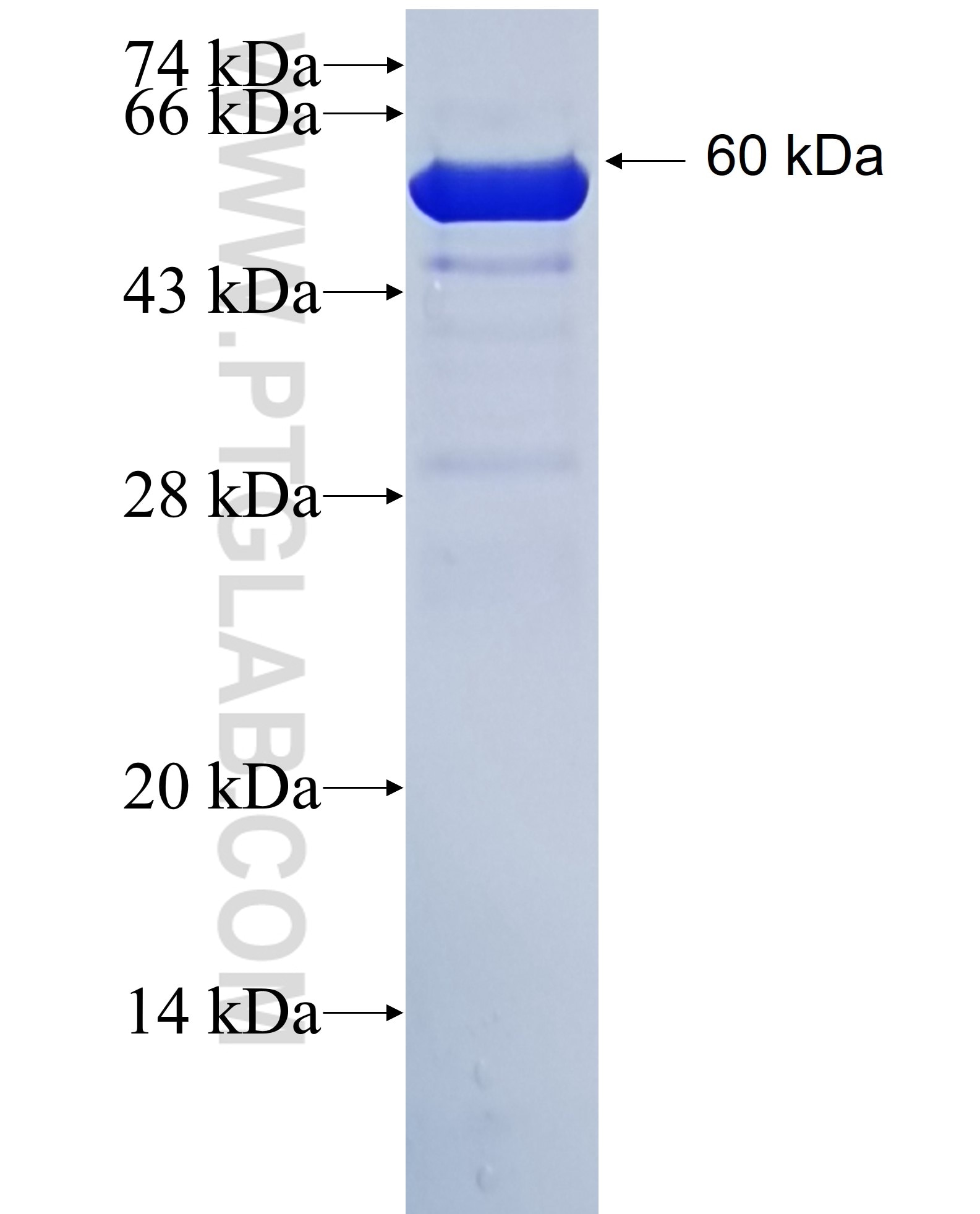 GAPDH fusion protein Ag0766 SDS-PAGE