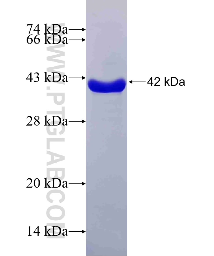 GAPDH fusion protein Ag16692 SDS-PAGE