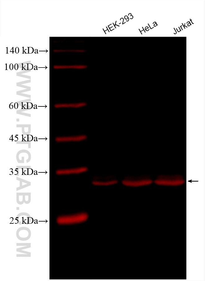 Western Blot (WB) analysis of various lysates using CoraLite® Plus 647-conjugated GAPDH (Human Specifi (CL647-80570)