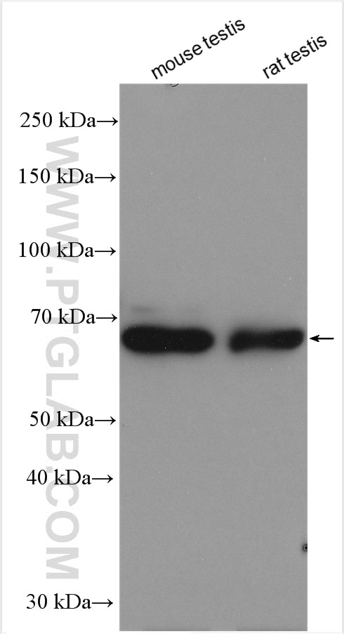 Western Blot (WB) analysis of various lysates using GAPDHS Polyclonal antibody (13937-1-AP)