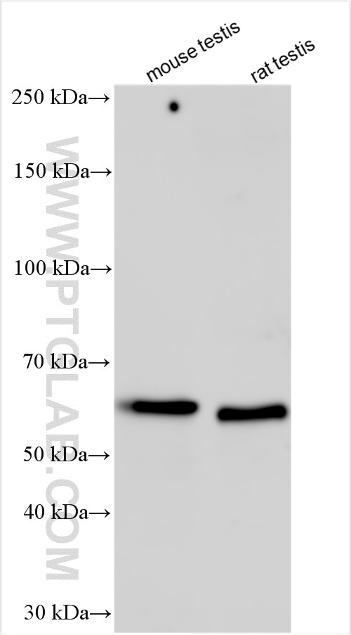 Western Blot (WB) analysis of various lysates using GAPDHS Polyclonal antibody (13937-1-AP)