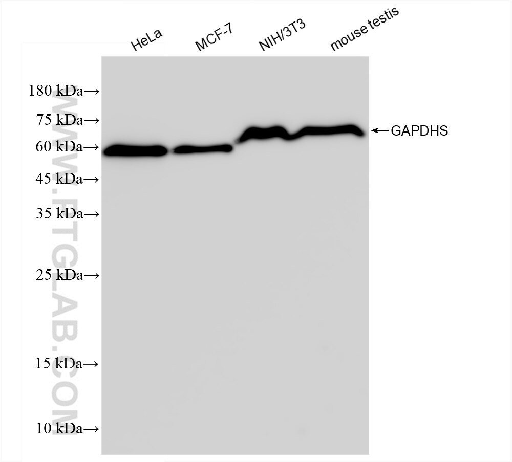 Western Blot (WB) analysis of various lysates using GAPDHS Recombinant antibody (83290-3-RR)