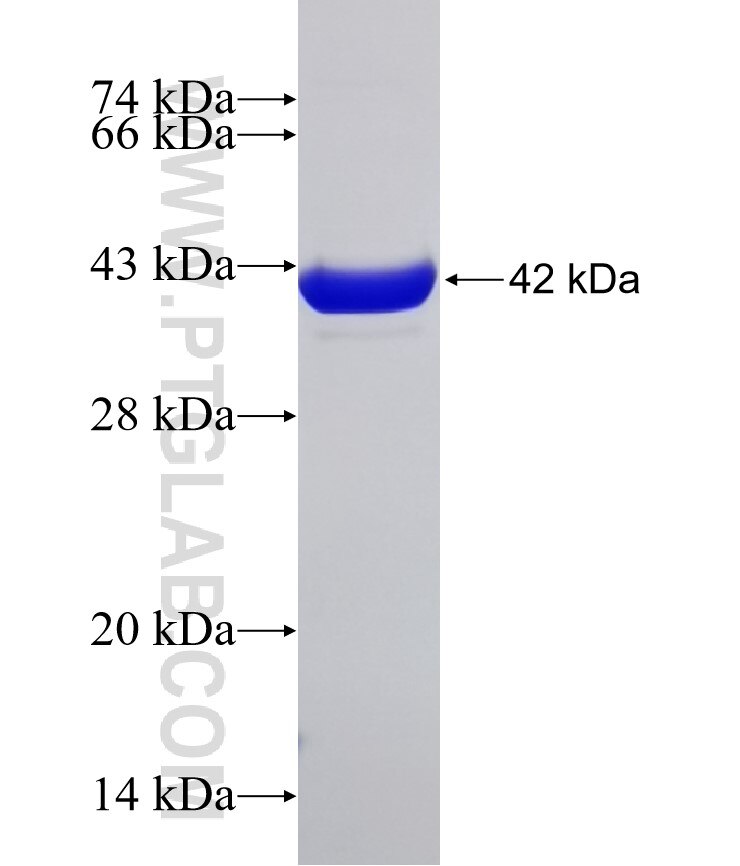 GAPDHS fusion protein Ag5178 SDS-PAGE
