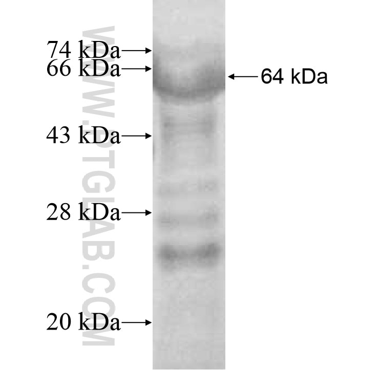 GAPVD1 fusion protein Ag10492 SDS-PAGE