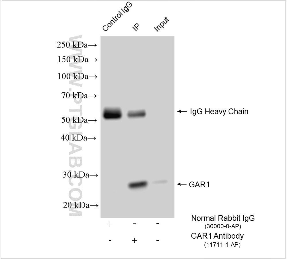 Immunoprecipitation (IP) experiment of HeLa cells using GAR1 Polyclonal antibody (11711-1-AP)