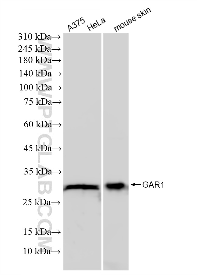 Western Blot (WB) analysis of various lysates using GAR1 Recombinant antibody (83577-4-RR)