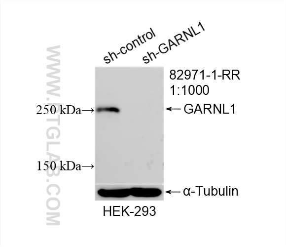 Western Blot (WB) analysis of HEK-293 cells using GARNL1 Recombinant antibody (82971-1-RR)