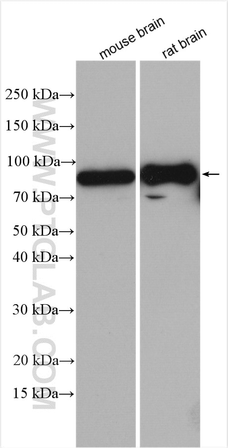 Western Blot (WB) analysis of various lysates using RAP1GAP2 Polyclonal antibody (25391-1-AP)