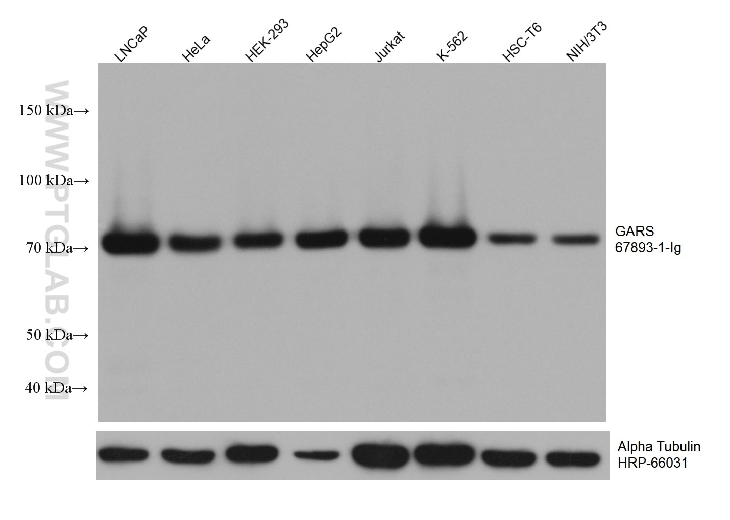 Western Blot (WB) analysis of various lysates using GARS Monoclonal antibody (67893-1-Ig)