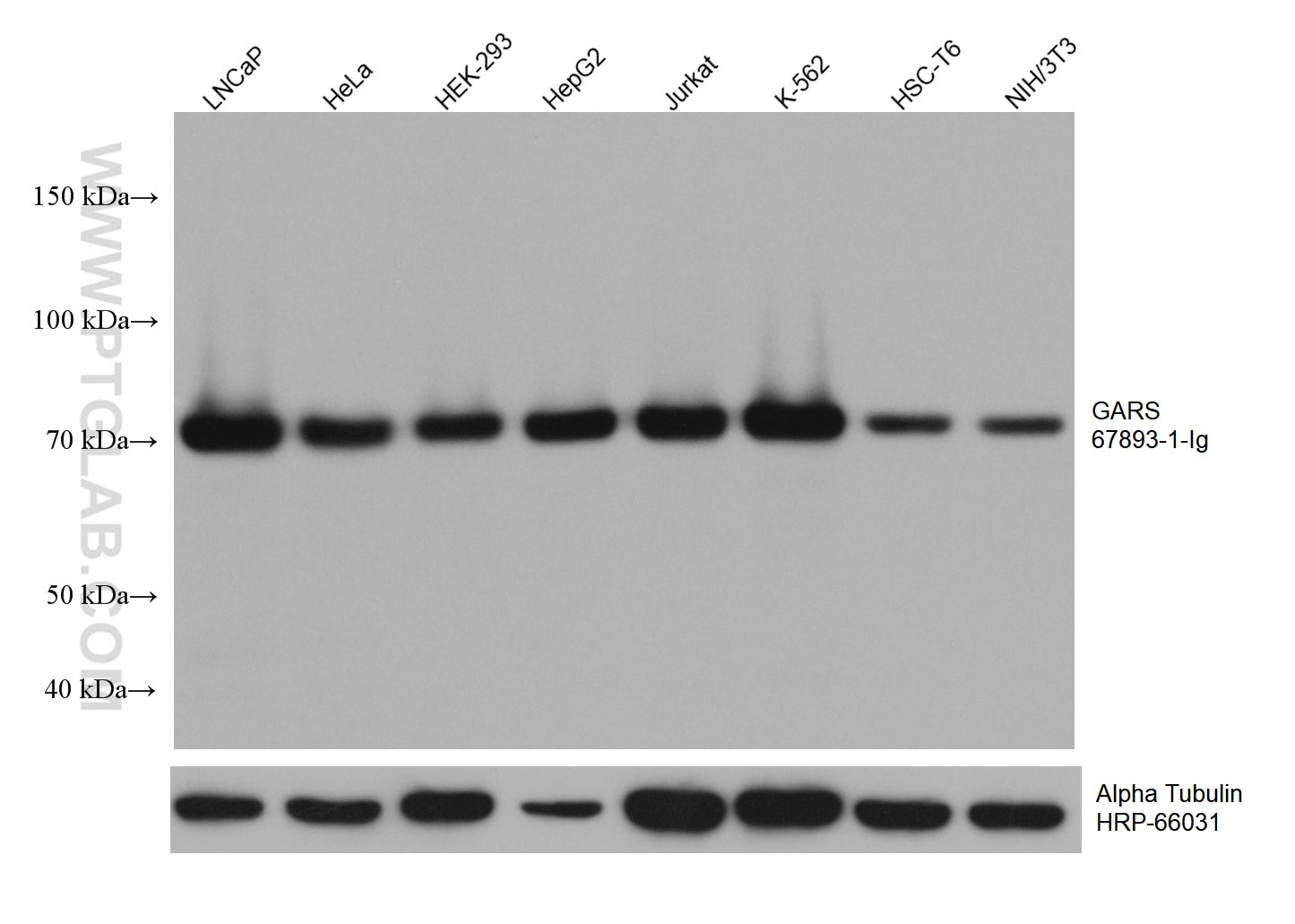 WB analysis using 67893-1-Ig