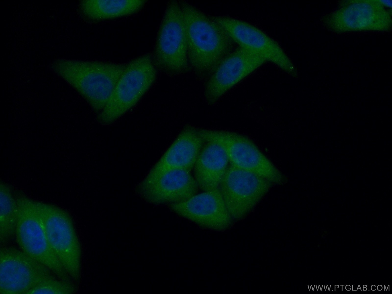 Immunofluorescence (IF) / fluorescent staining of HepG2 cells using GART Polyclonal antibody (13659-1-AP)