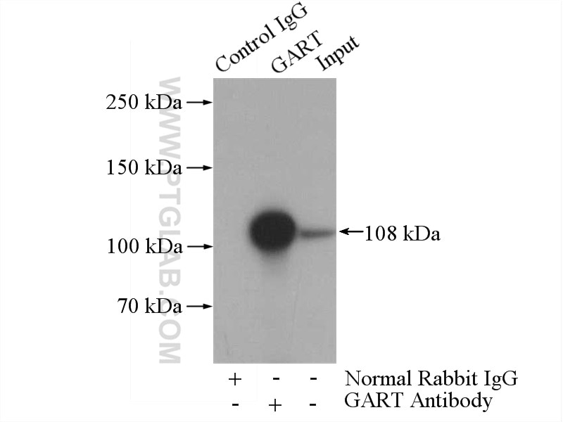 Immunoprecipitation (IP) experiment of HepG2 cells using GART Polyclonal antibody (13659-1-AP)