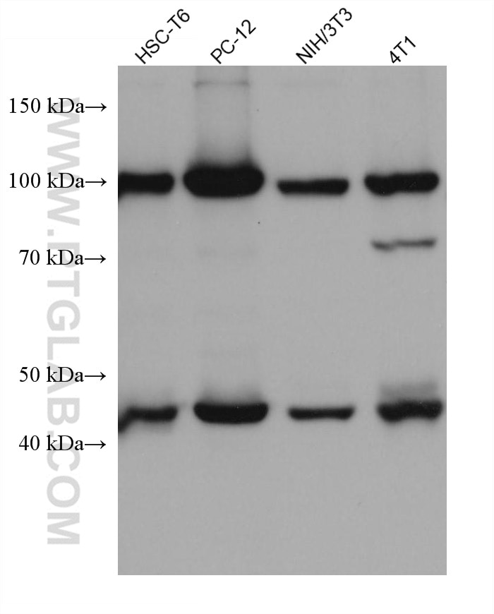 Western Blot (WB) analysis of various lysates using GART Monoclonal antibody (67939-1-Ig)