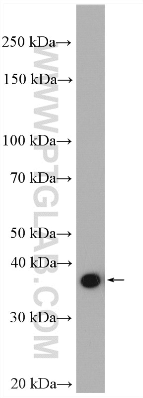 Western Blot (WB) analysis of mouse brain tissue using GAS1 Polyclonal antibody (17903-1-AP)