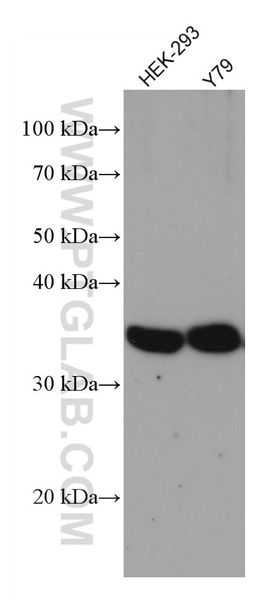 Western Blot (WB) analysis of various lysates using GAS1 Monoclonal antibody (67181-1-Ig)