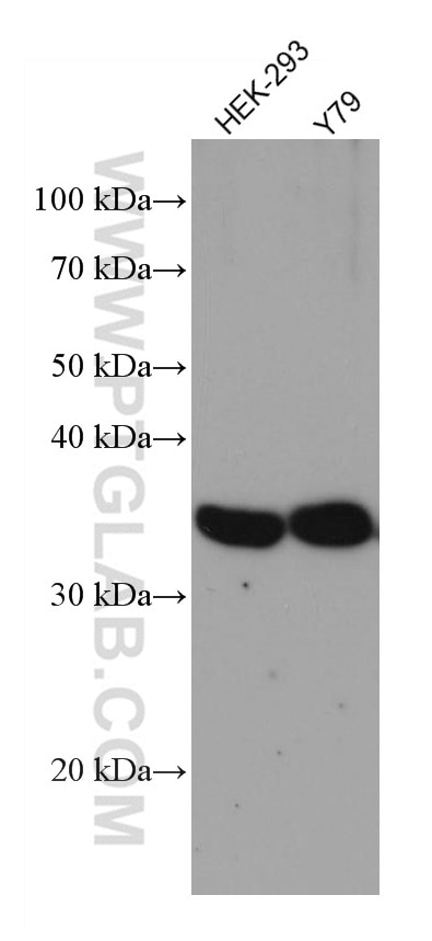 WB analysis using 67181-1-Ig