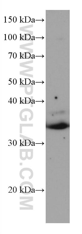 Western Blot (WB) analysis of SH-SY5Y cells using GAS1 Monoclonal antibody (67181-1-Ig)